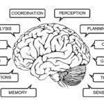Does brain training work?
